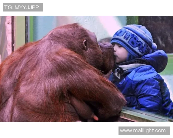 当红影星携手绿茵巨星同框展现跨界友谊魅力瞬间